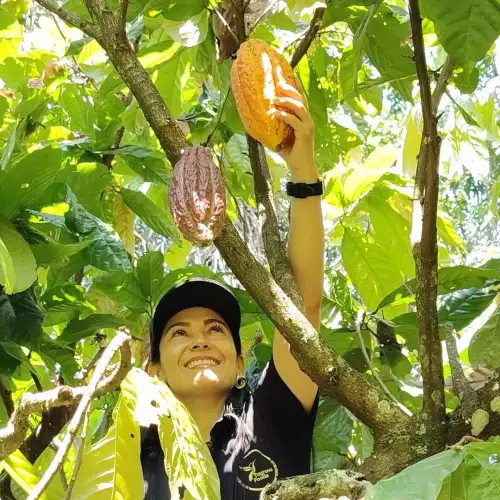 Cocoa_-an-ancient-product-that-delights-the-palate