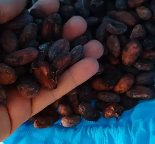 Cocoa​